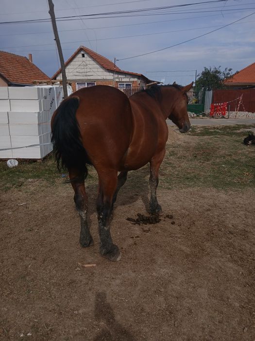 Două mînze de vînzare