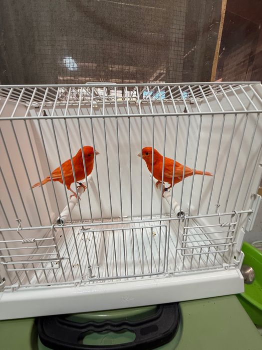 Canari roșii de vanzare
