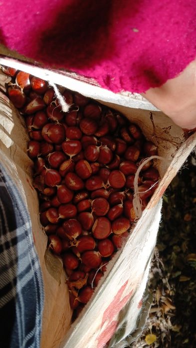 Castane proaspete
