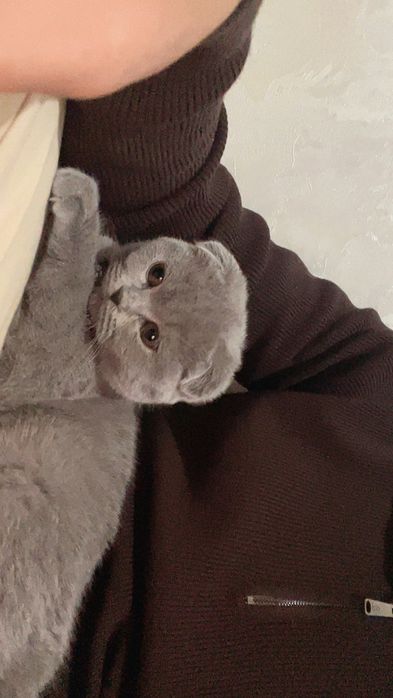 Mushukcha sotiladi zoti toza skotsh fold ayol narxi 2 mln