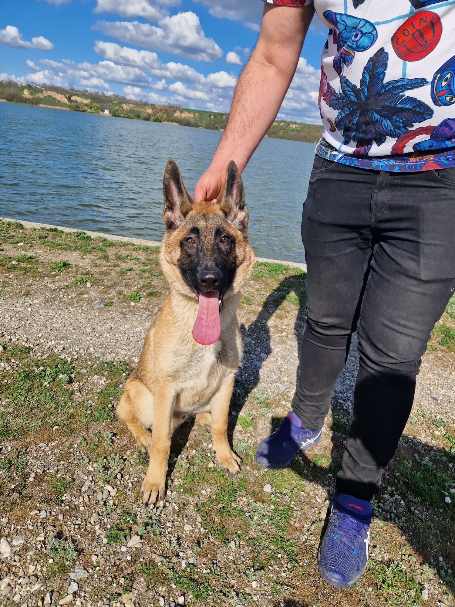 Ciobanesc malinois