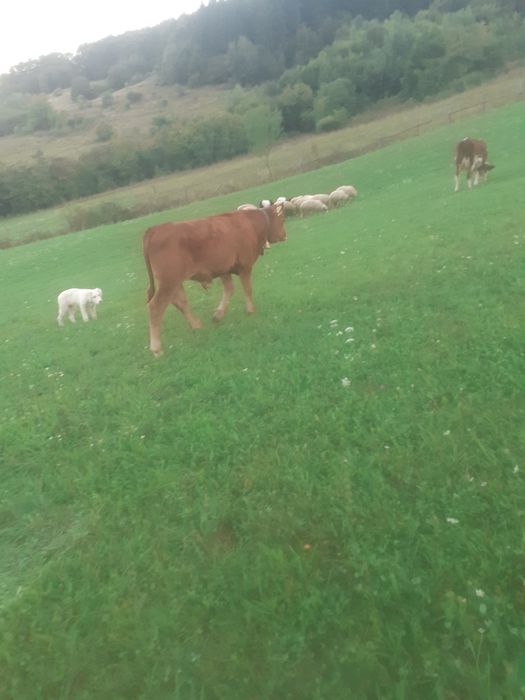Vand  tauras, miei și iezi