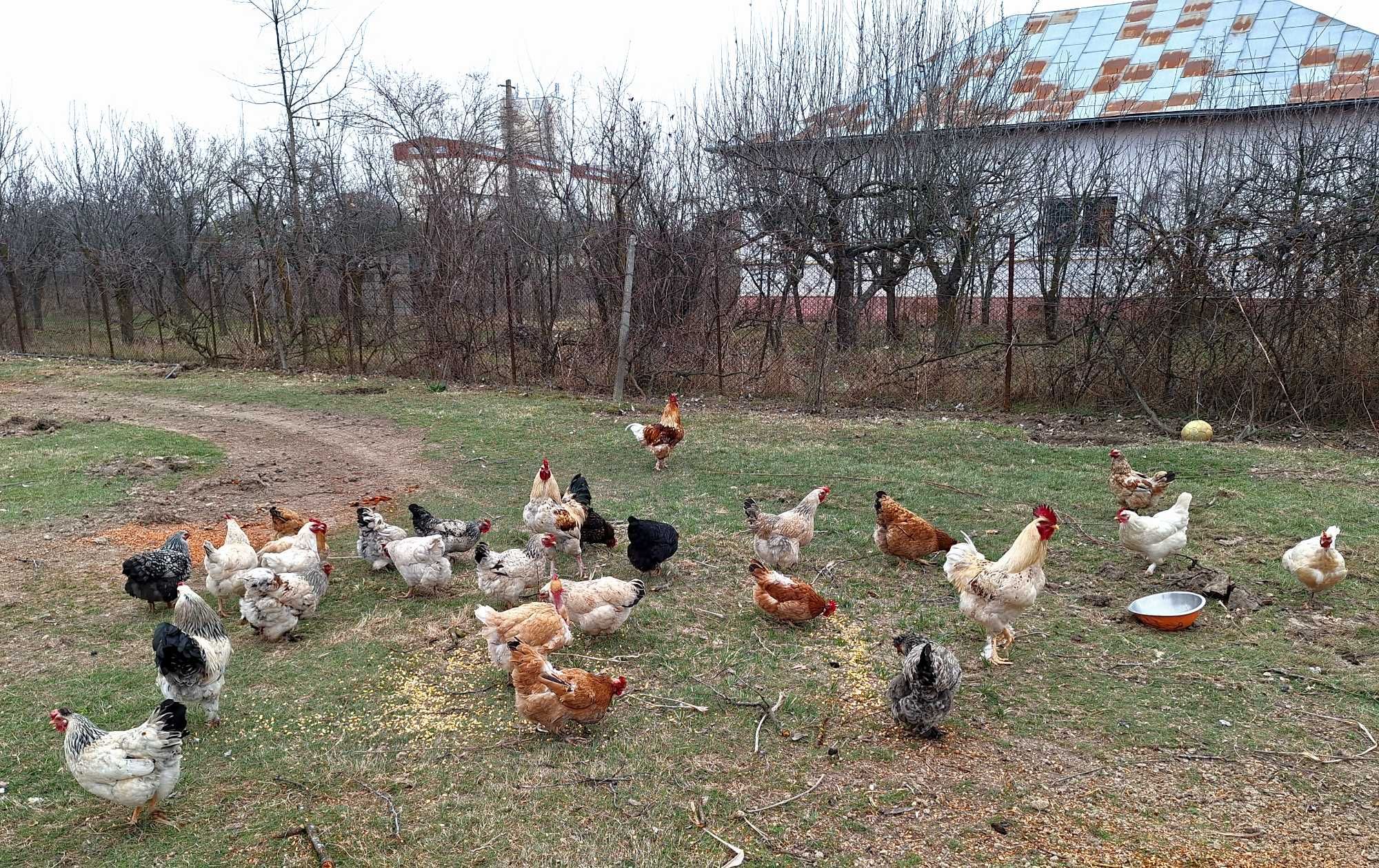 Vând 5 cocoși si 10 găini romanești,  Bascov Argeș.