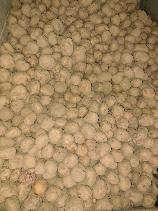 Cartofi albi de consum