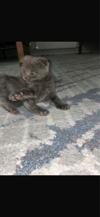 Шотланский вислоухий