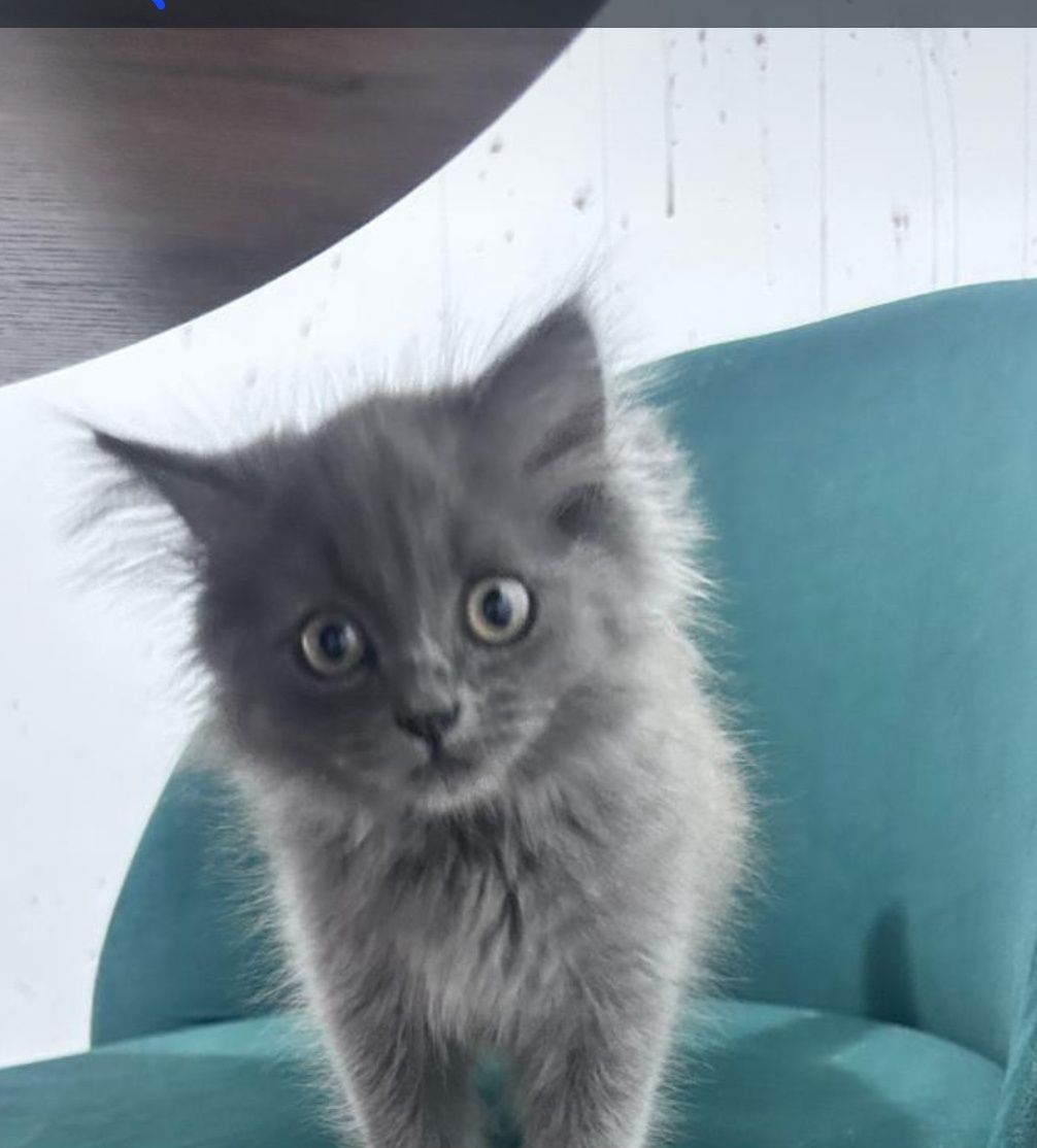 Срочно отдам котенка