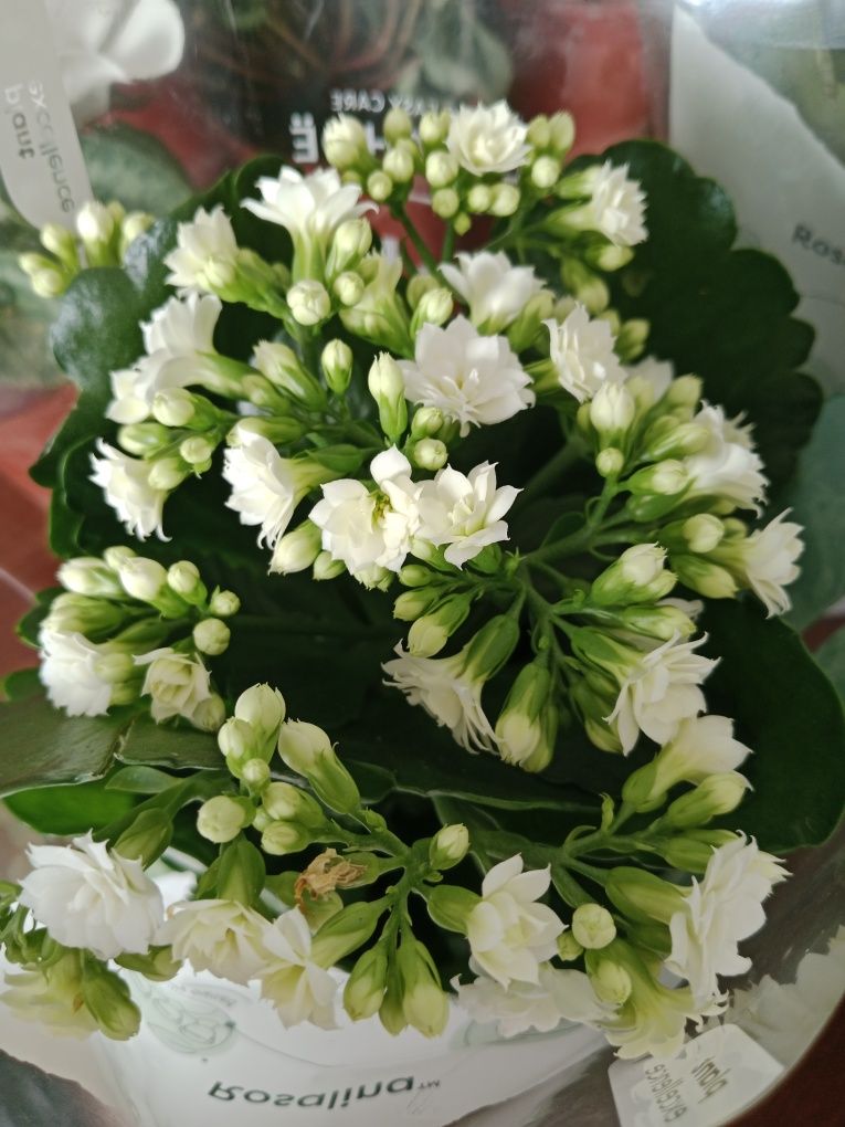 Комнатные цветы на подарок