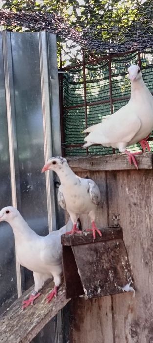 Iepure porumbei voiajori