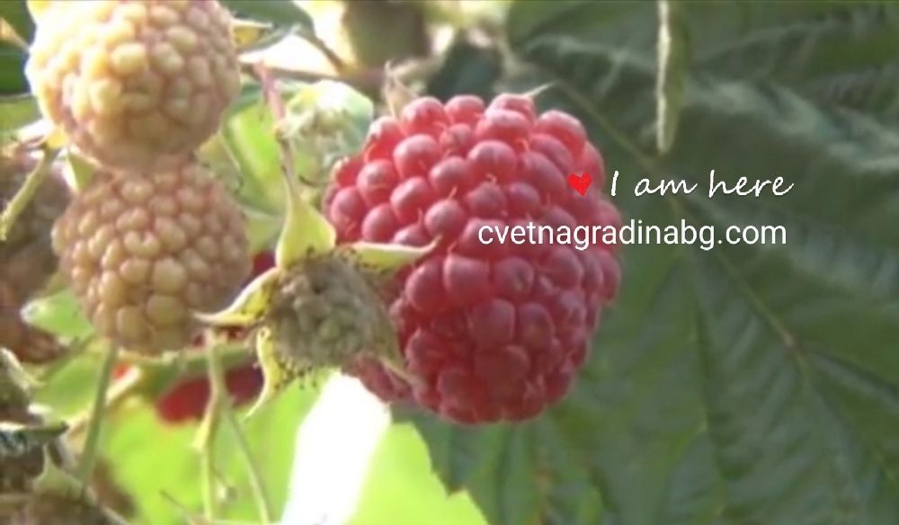 Малини-целогодишни сорт Херитидж