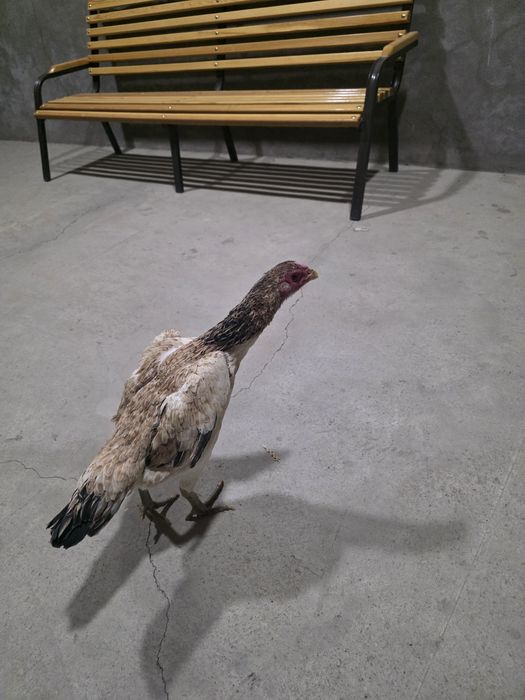 Dakan tovuq srpchni sotiladi