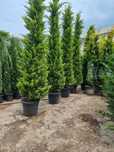 Plante Decorative