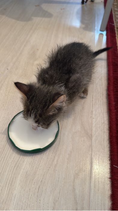 Мысық табылды, тегін беріп жіберемін