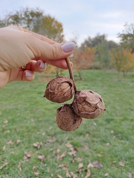 Орехи грецкие, крупные