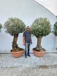 Comandă plante decorative pentru un decor natural