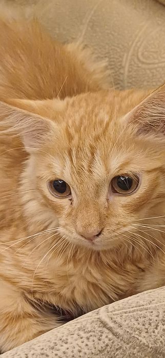 Мушу бор шундога берворама