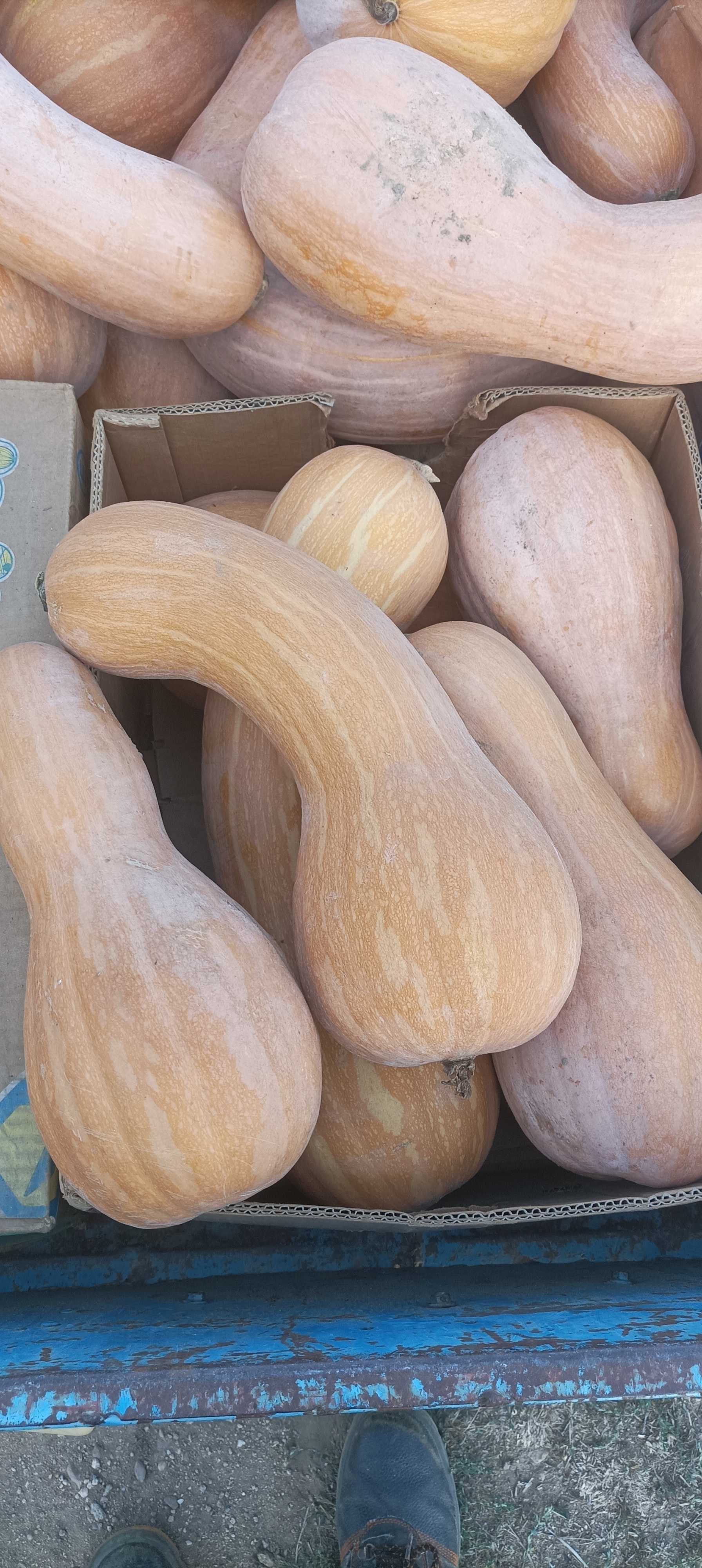Тикви цигулки продавам