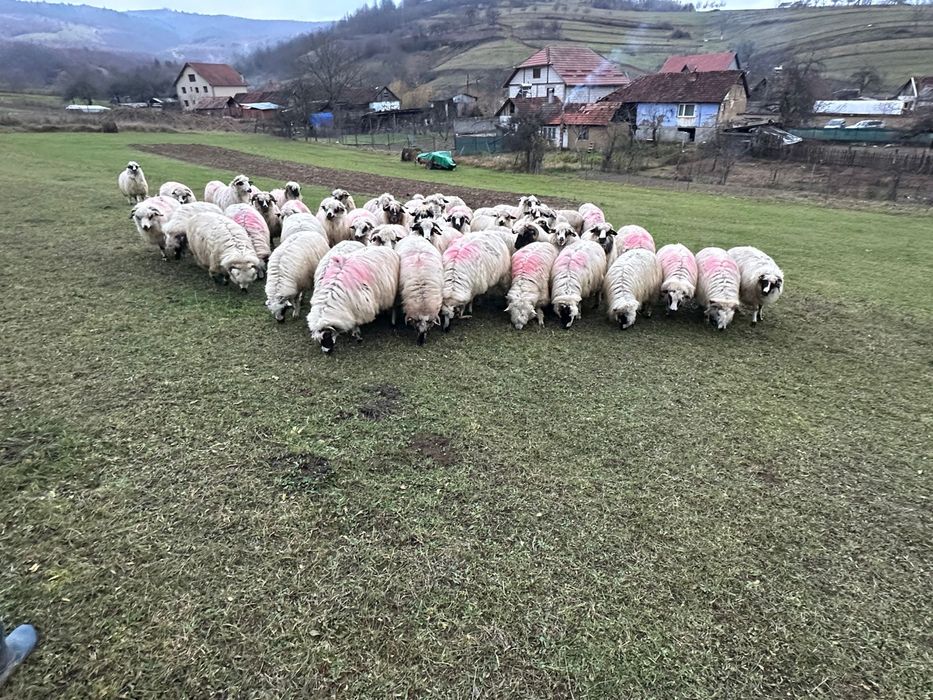 Oi de vanzare !!