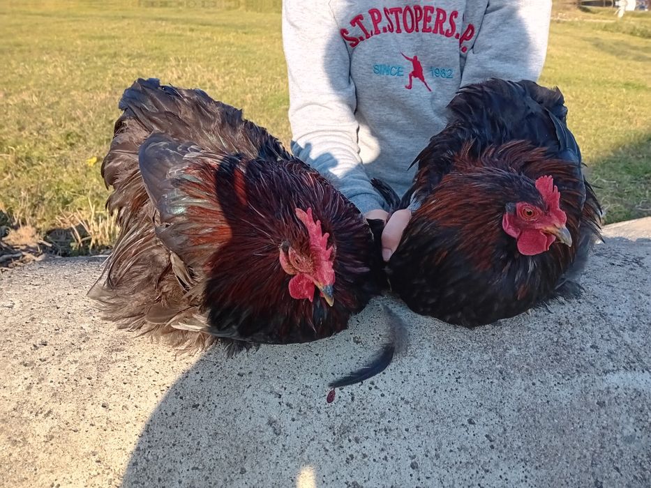 Vând  cocoș cochinchina pitic de anul acesta