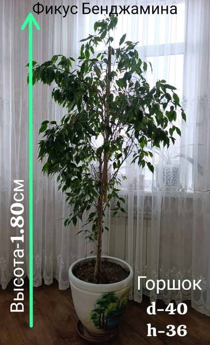 Продам фикус Бенджамина и Али