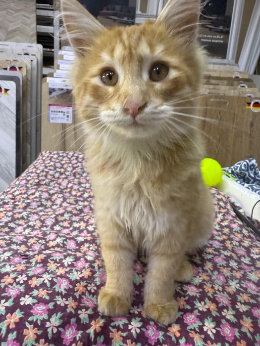 Котята мальчики и девочки