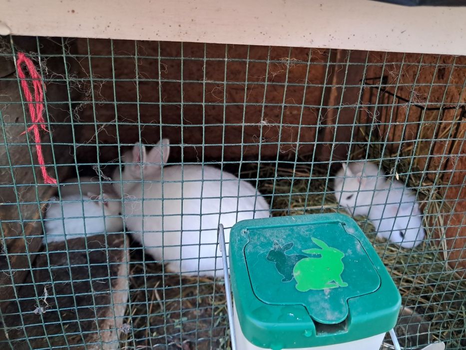Iepurasi  Hotot pitici.