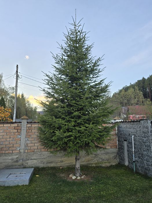 Brazi pentru Crăciun