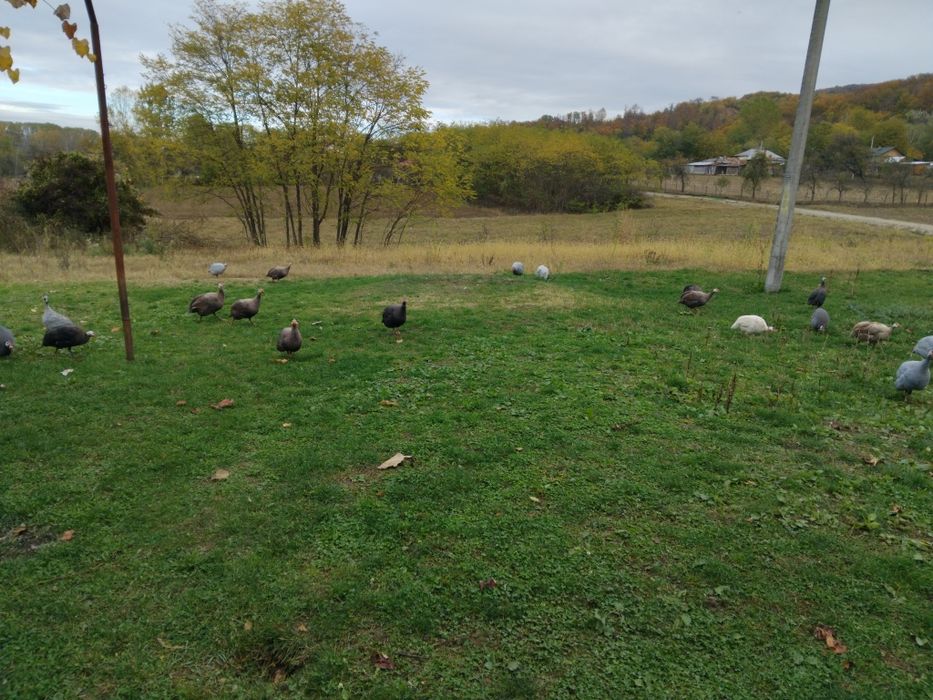 Vând masculi de bibilică