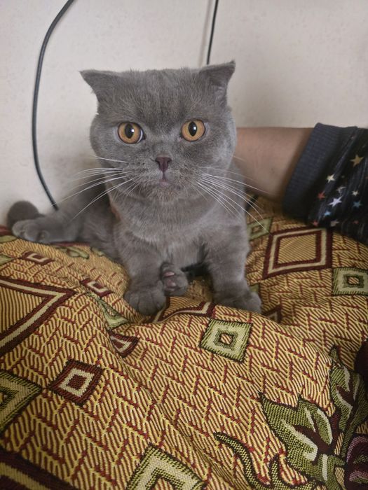 Skotish fold oʻgʻil bola