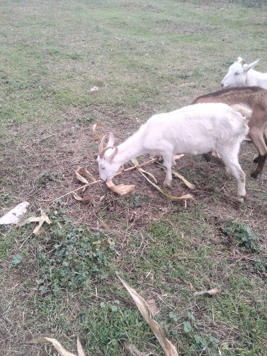 Vând capre 1600lei toate 5