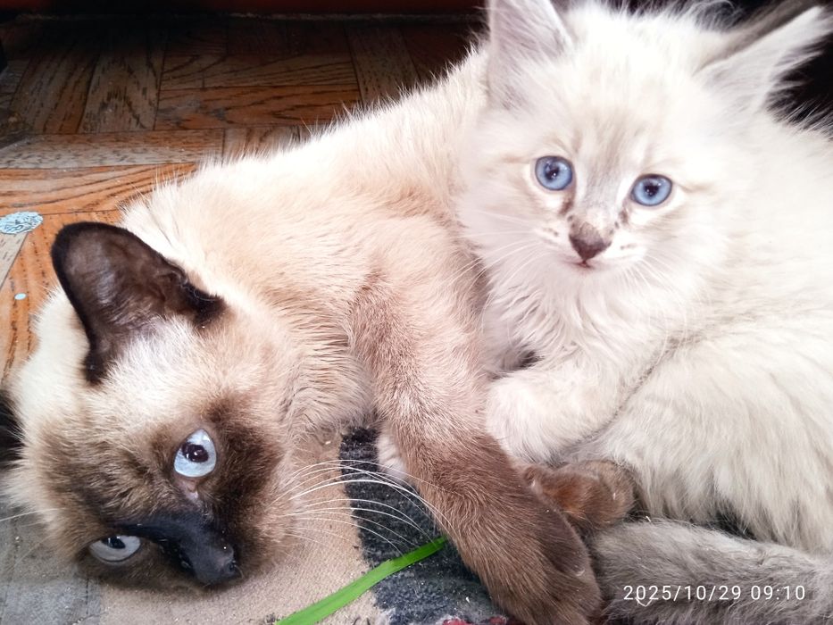 Только в добрые руки!