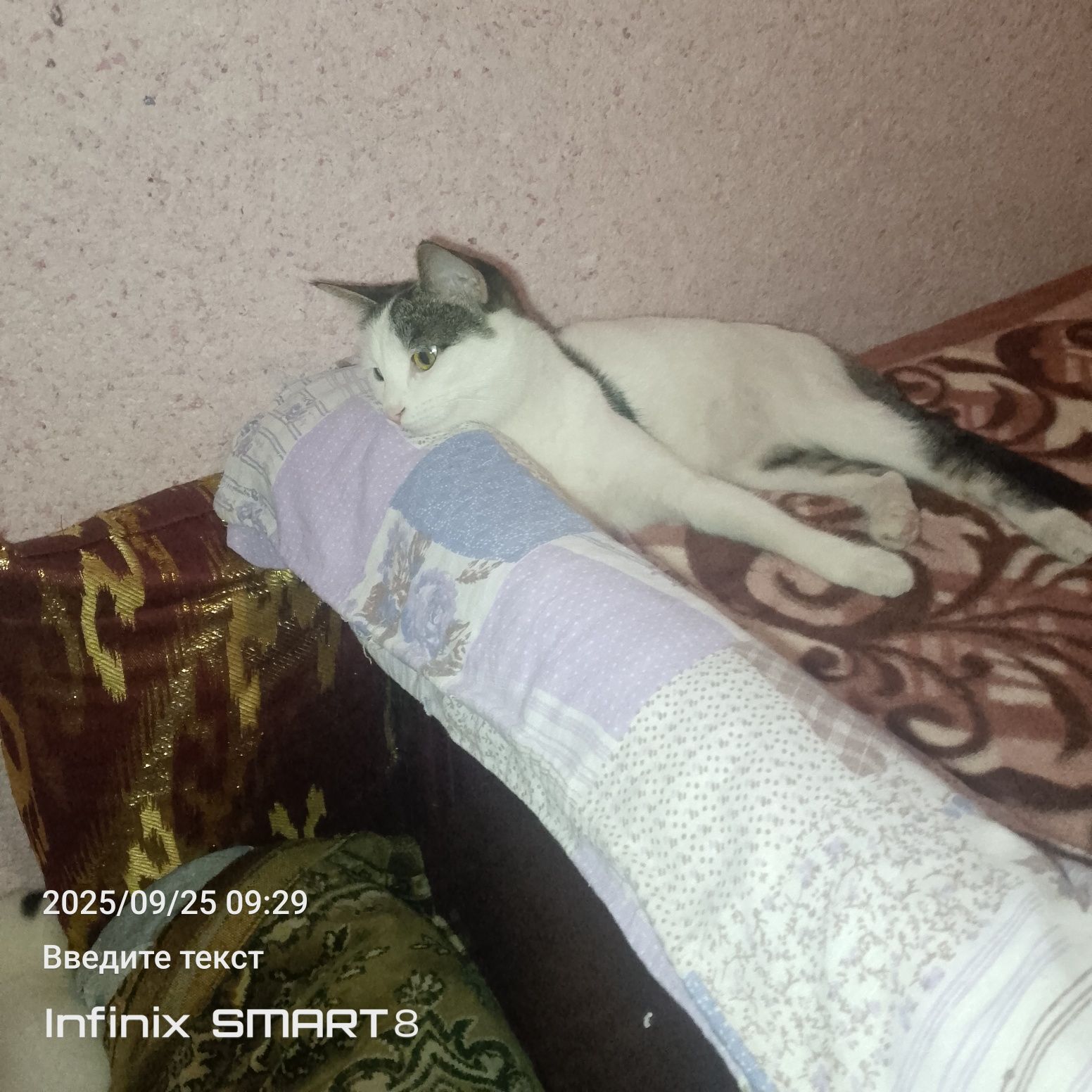 Отдам даром в хорошие руки