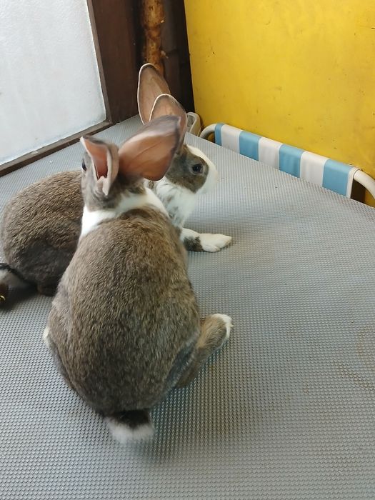 Hycole francez masculi și femele