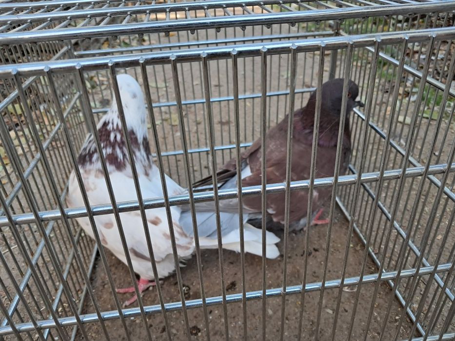 Vînd porumbeii mondainii 100 Ron bucata