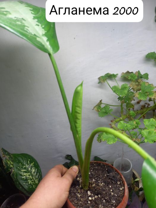 Продам алаказию,  агланему, орхидею