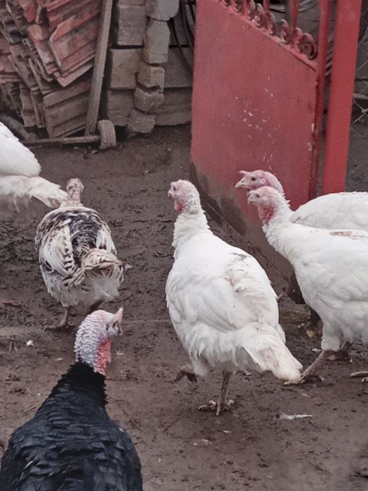 Vand curcanii 3 bucati