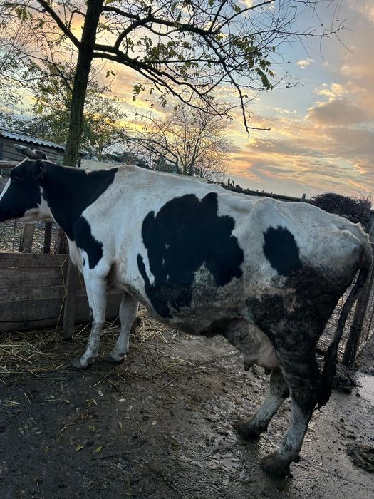 Vând 2 tauri și 2 vaci