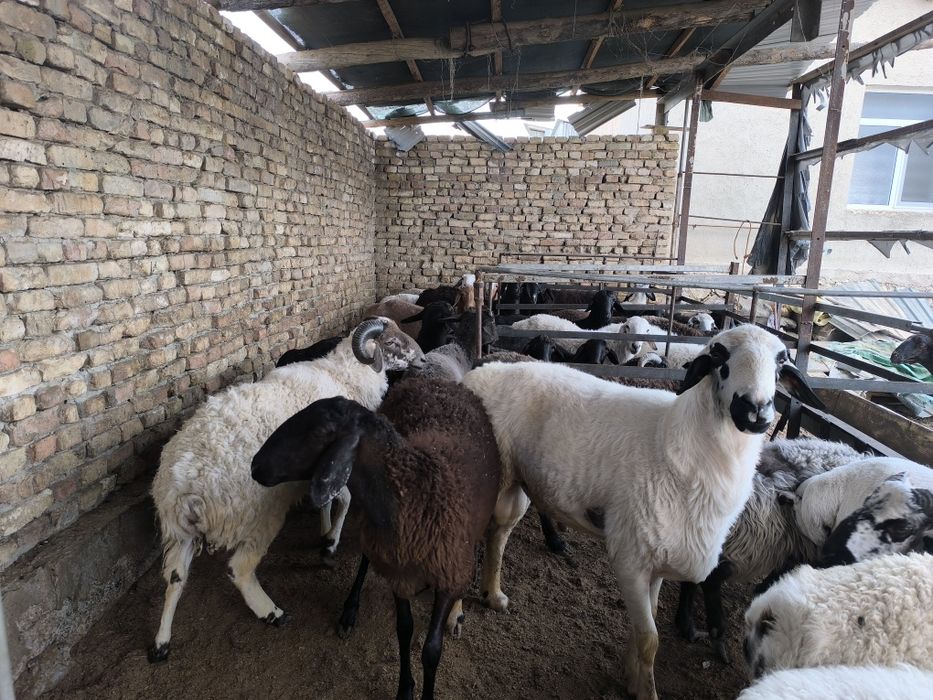 Кучкор куйлар сотилади хаммаси соглом уйда бокилган.