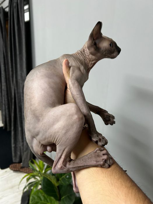 Канадски сфинкс .