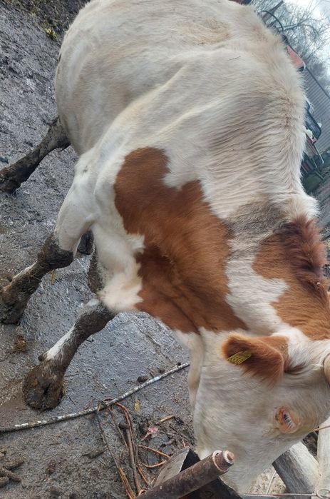 Vacā gestantă de  vânzare are 6 ani