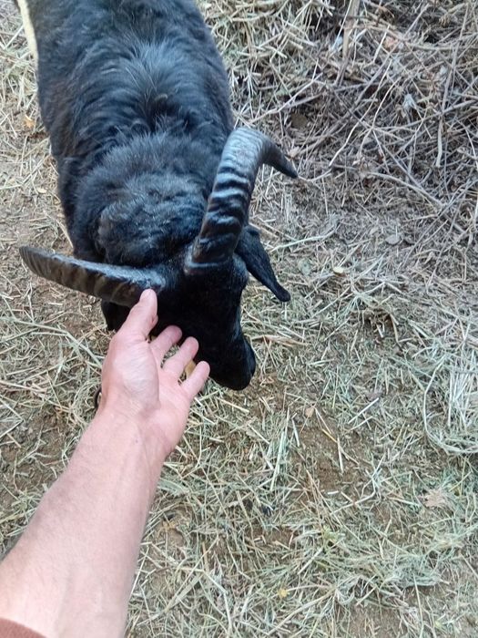 Barra sotiladi sirichni xõron