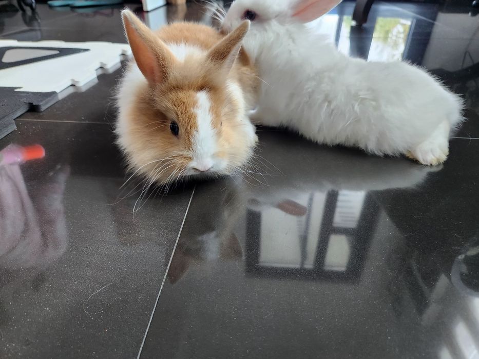 Iepurasi drăgălași...cap de leu