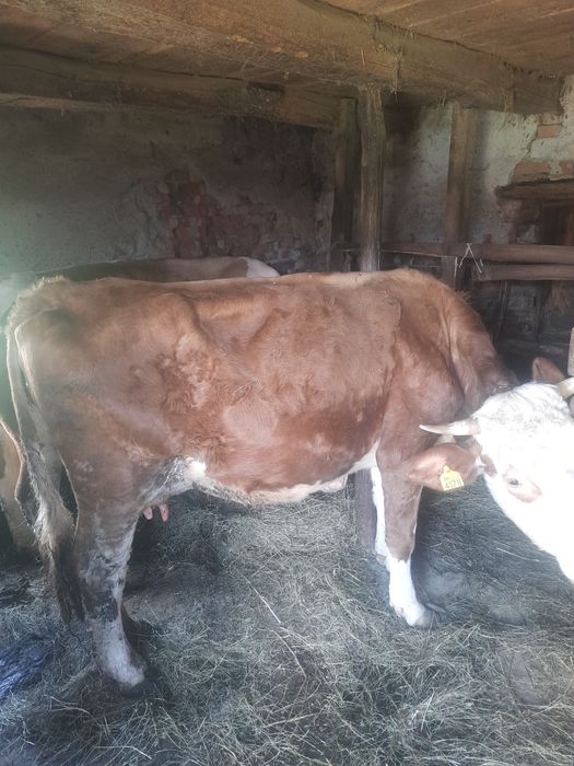 Vând vaca de 4 ani