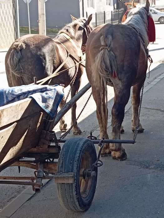 Harmasar si iapa gestanta de vanzare.