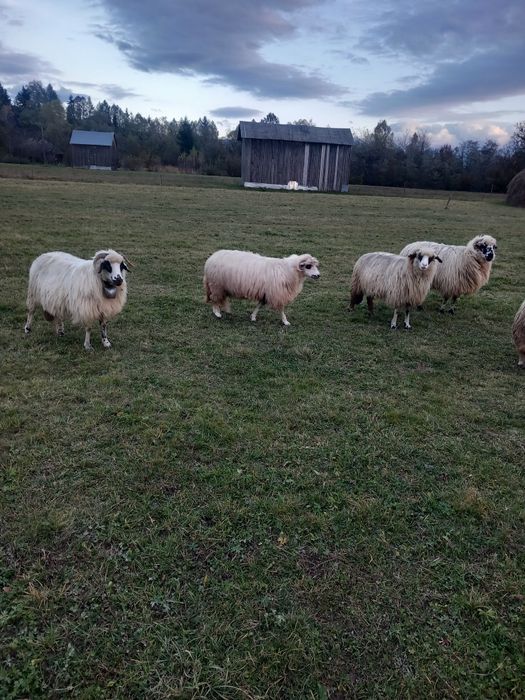 Vând 15 oi și un berbec