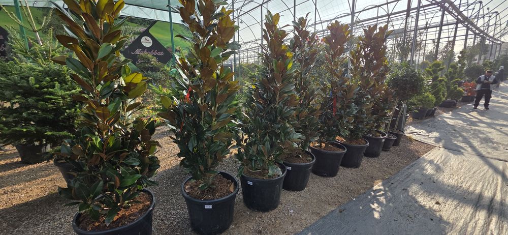 Газон дарахд арезка