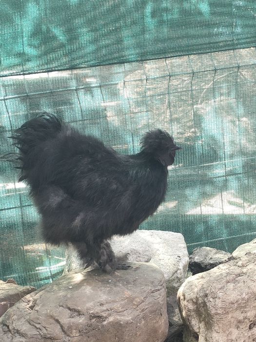 Cocoși mătase japoneză