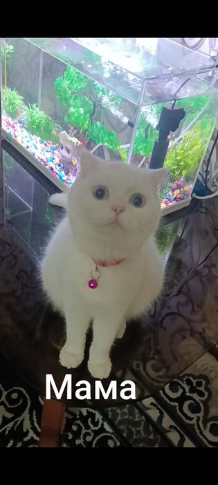 Продается котята скотч фолд