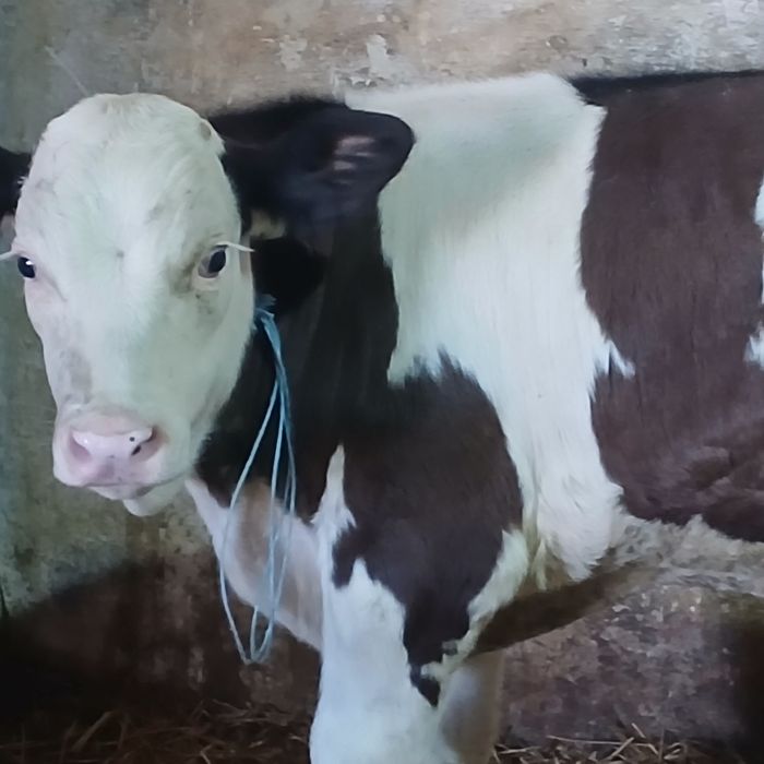 Vitei baltata românească