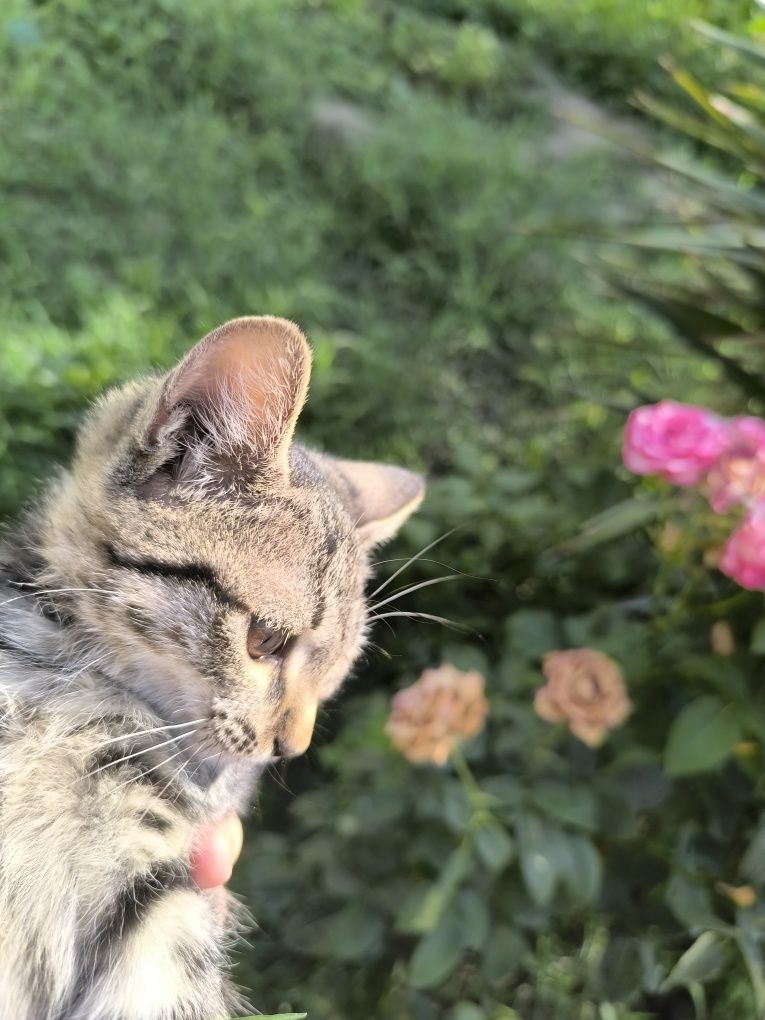 Котята мушукчалар бепул