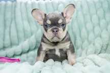 bulldog francez blue tan maskless